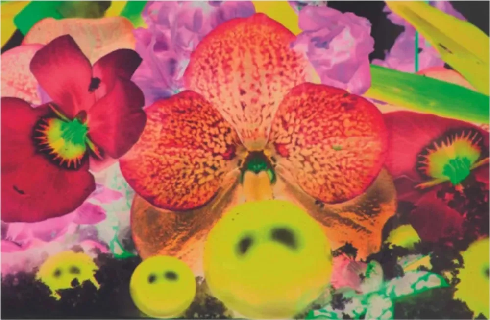 Multiple Quinn - Sepas Mous