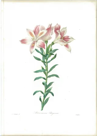 Ets Redouté - Alstroemeria Pelegrina