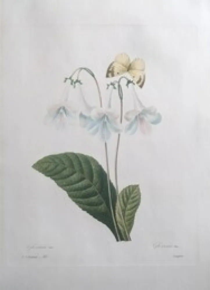 Ets Redouté - Gloxinie / Gloxinis