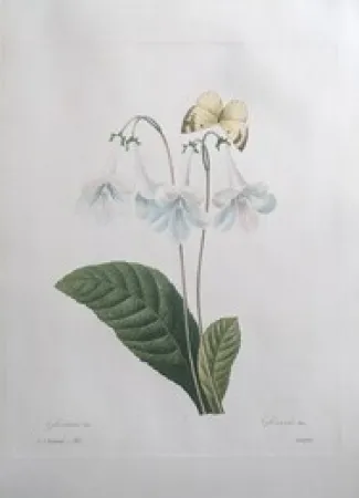 Ets Redouté - Gloxinie / Gloxinis