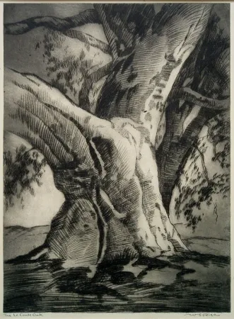 Droge Naald Rice - The Le Conte Oak