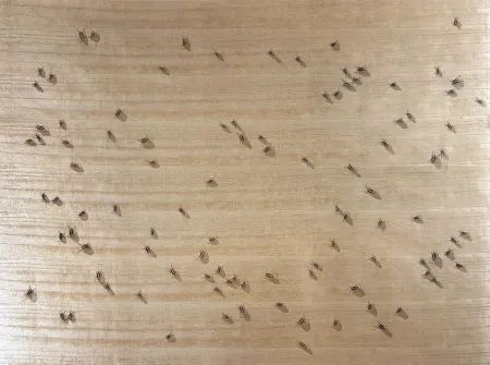 Zeefdruk Ruscha - Cockroaches from the Insects Portfolio