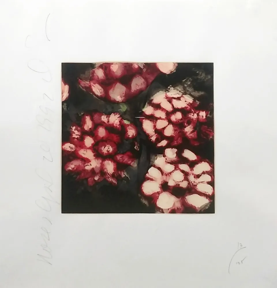 Zeefdruk Sultan - ROSES