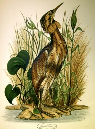 Lithografie Trolliet - Spangled Bittern