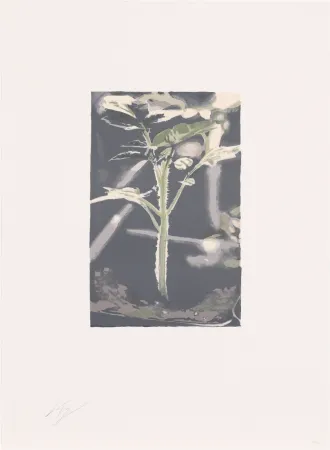 Lithografie Tuymans - Gene