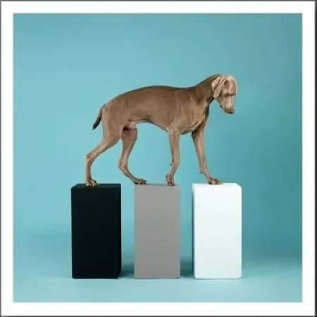 Fotografie Wegman - DOG 