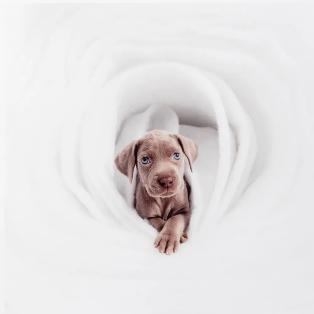 Fotografie Wegman - New