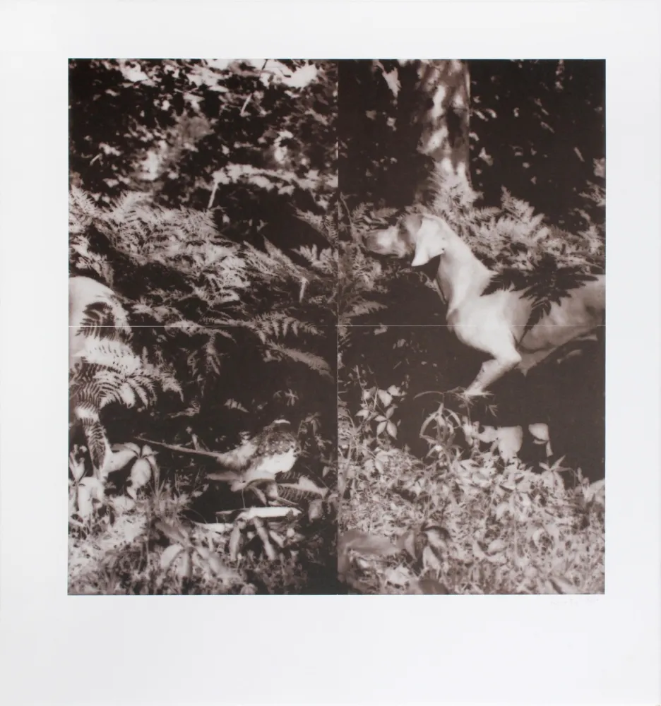 Lithografie Wegman - Untitled