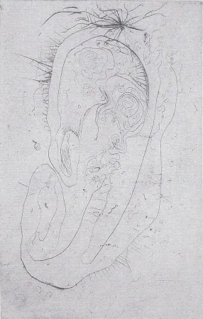 Geïllustreerd Boek Wols - Naturelles